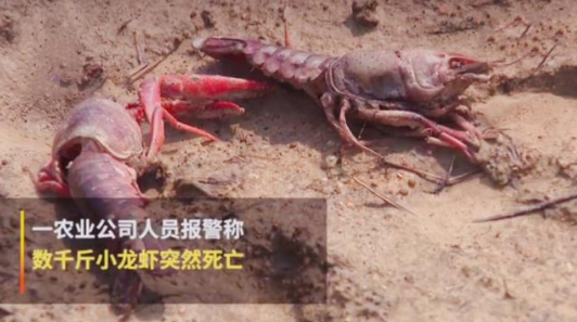 如何通過(guò)互聯(lián)網(wǎng)加強(qiáng)品牌管理-熊孩子毒死小龍蝦事件之我見(jiàn)